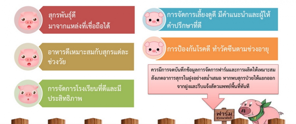 เลี้ยงสุกร (หมู) อย่างไร ให้ปลอดภัย ห่างไกลโรค