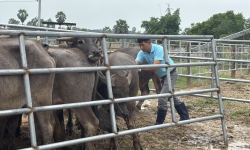 ปศุสัตว์อำเภอเมืองเพชรบุรี ตรวจเยี่ยมสถานกักกันสัตว์เอกชนเพื่อการส่งออกนอกราชอาณาจักร เตรียมพร้อมส่งออกโค-กระบือไปเวียดนาม