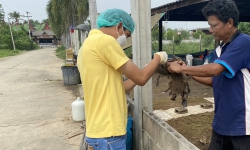 ปศุุสัตว์บ้านลาด เก็บตัวอย่าง Cloacal swab เป็ดไล่ทุ่งเฝ้าระวังโรคไข้หวัดนกเชิงรุก ตามมาตรการเฝ้าระวัง และป้องกันโรคในสัตว์ปีก ๑/๒๕๖๘ 